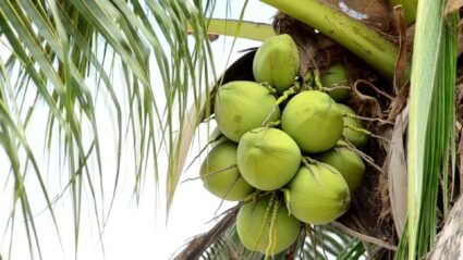 coconut water