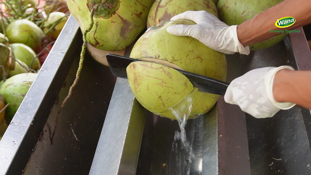 fresh-high-quality-coconut-selection